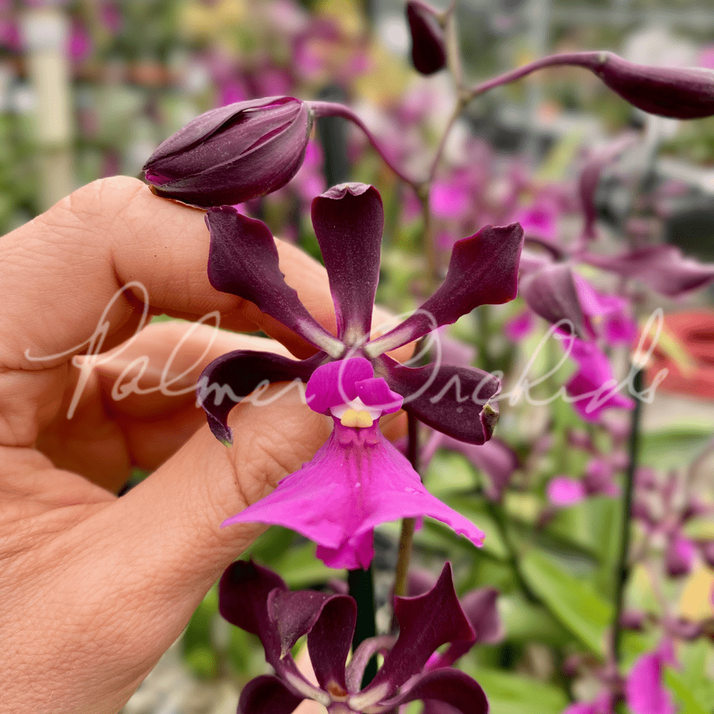 Encyclia+cordigera+rosea.png?